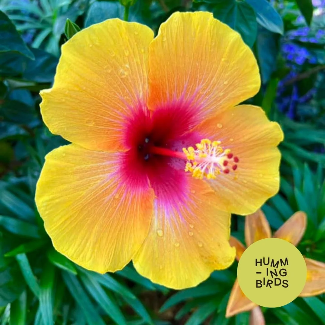 Hummingbirds-Cincinnati-Cincinnati_Parks-Krohn_Conservatory-Emerge_Spring_Flower_Show_7.jpeg