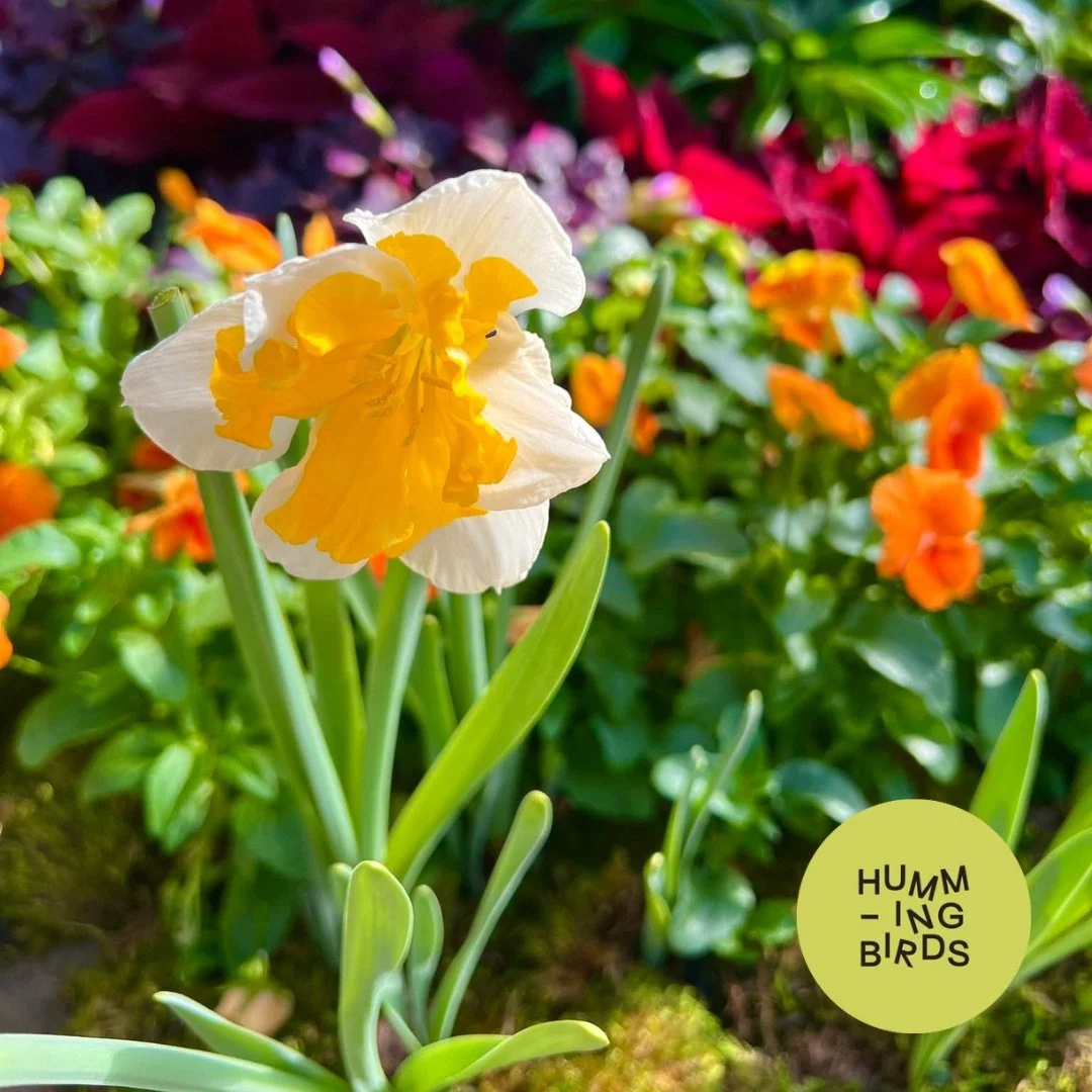 Hummingbirds-Cincinnati-Cincinnati_Parks-Krohn_Conservatory-Emerge_Spring_Flower_Show_10.jpeg
