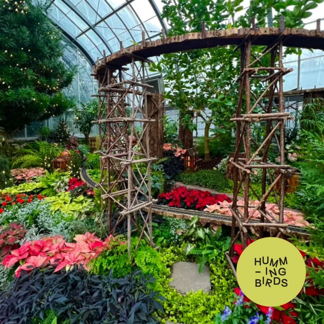 Hummingbirds-Cincinnati-Cincinnati_Parks-Krohn_Conservatory-Solstice_Glow_Holiday_Show_3.jpeg