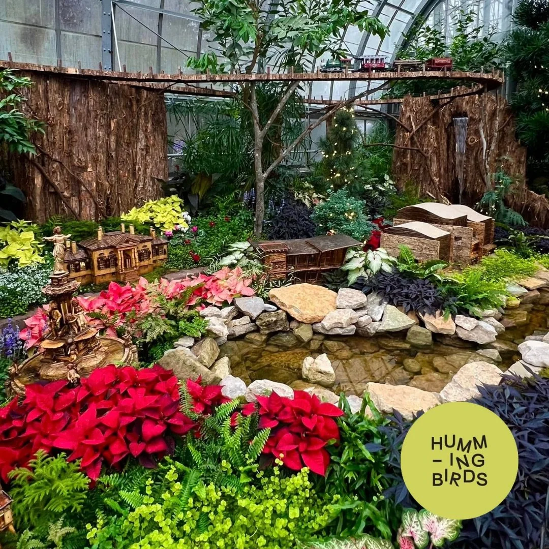Hummingbirds-Cincinnati-Cincinnati_Parks-Krohn_Conservatory-Solstice_Glow_Holiday_Show_10.jpeg