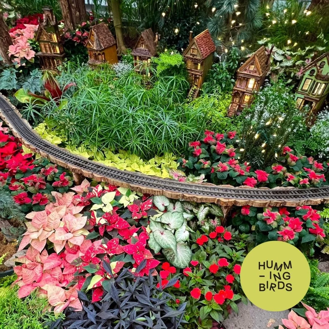 Hummingbirds-Cincinnati-Cincinnati_Parks-Krohn_Conservatory-Solstice_Glow_Holiday_Show_13.jpeg