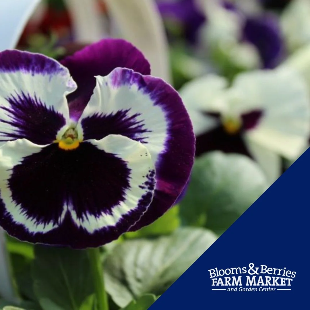 Blooms_and_Berries_Farm_Market-Loveland_Ohio-1.jpeg