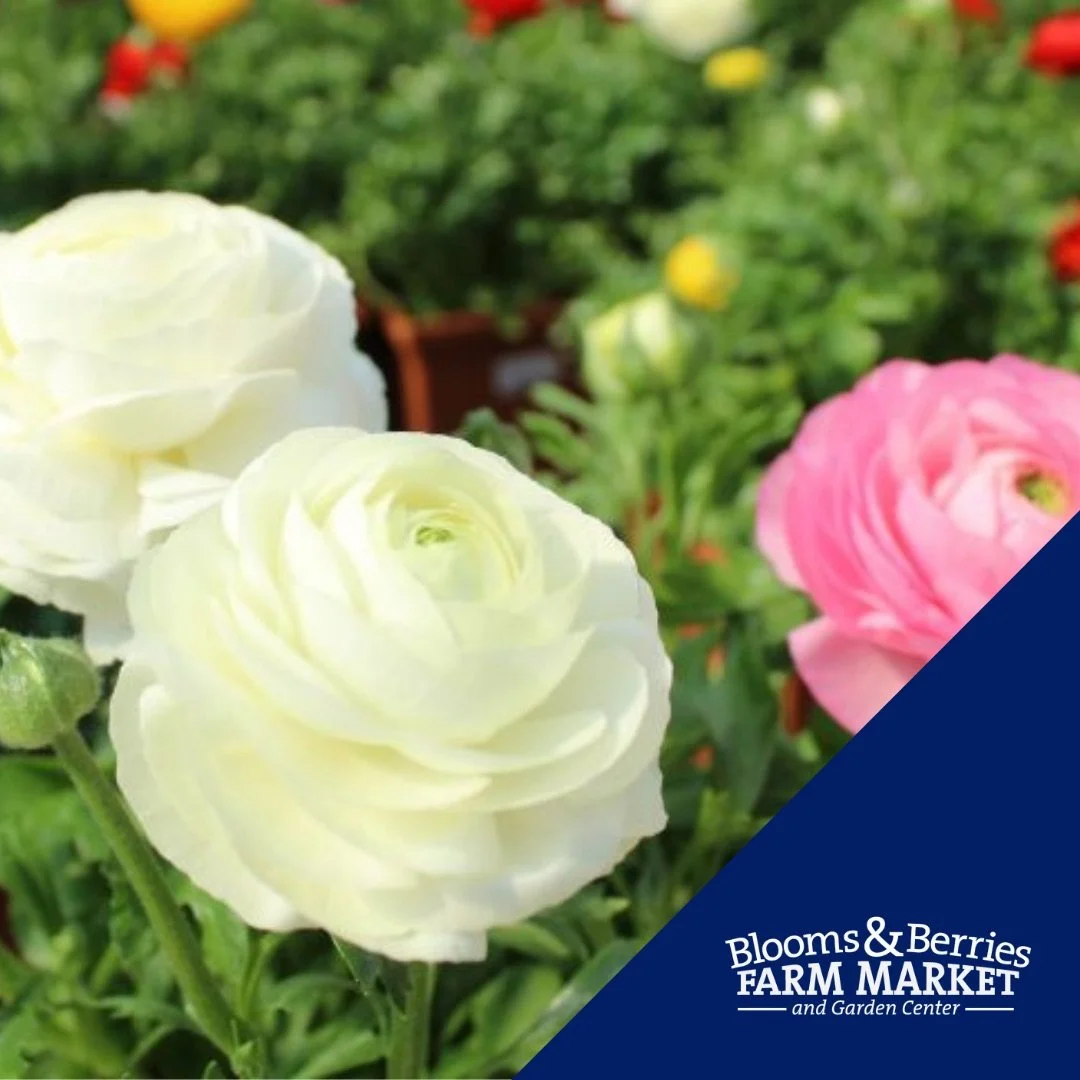 Blooms_and_Berries_Farm_Market-Loveland_Ohio-2.jpeg
