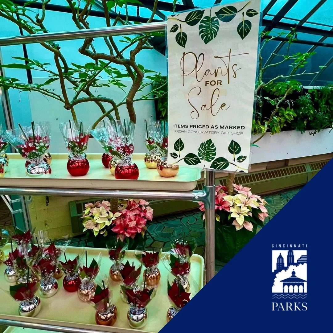 Cincinnati_Parks-Krohn_Conservatory-Holiday_Plant_Sale-Poinsettia.jpeg