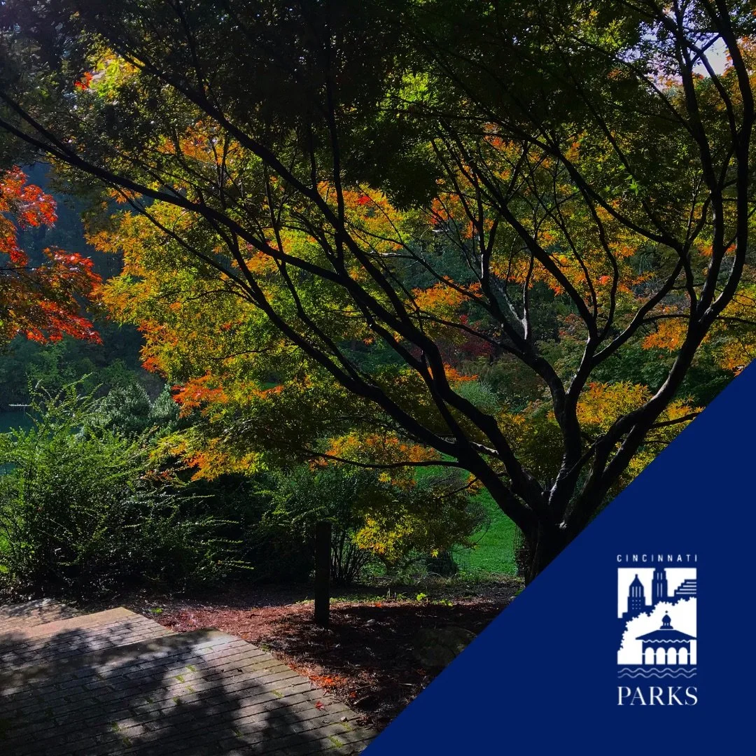 Cincinnati_Parks-Mt_Airy_Forest-Fall.jpeg