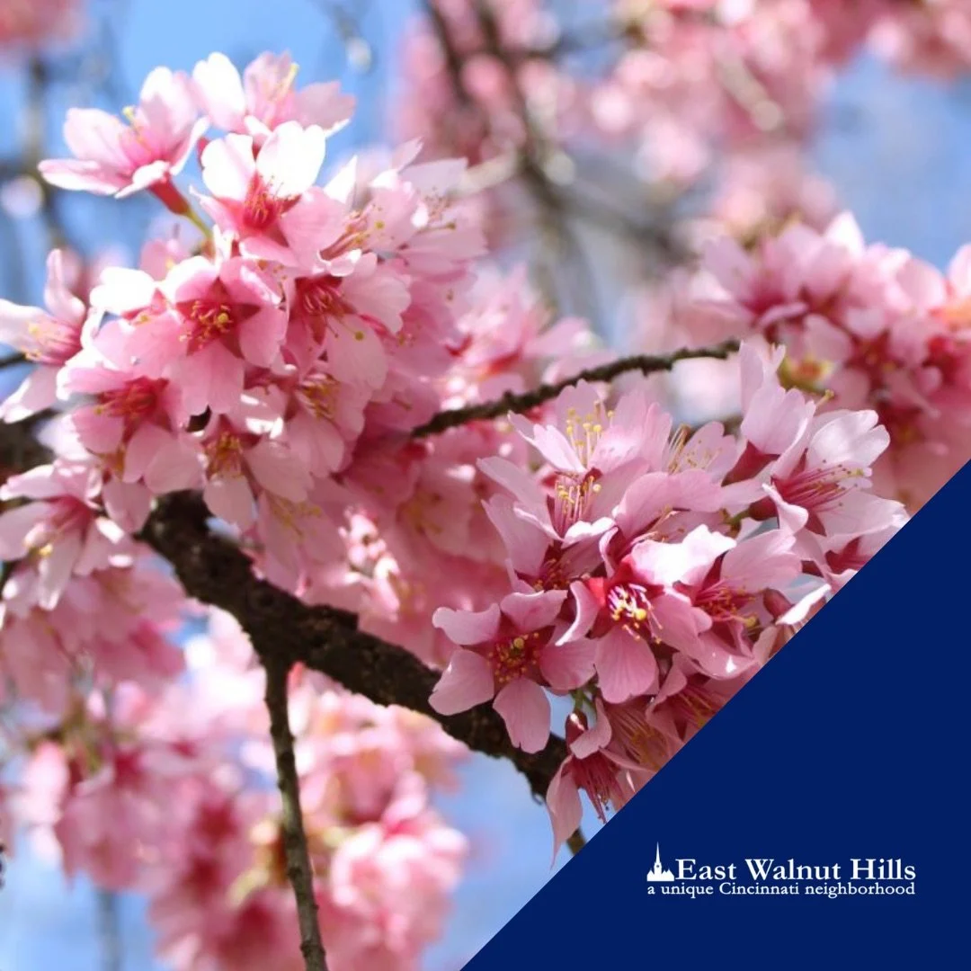 East_Walnut_Hills-Spring-Cherry_Blossoms.jpeg