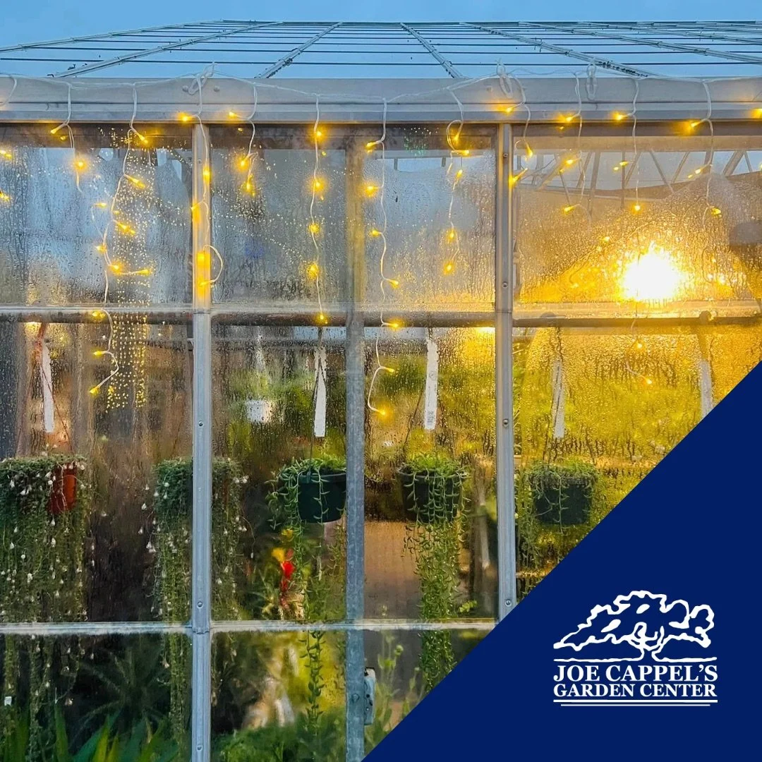 Joe_Cappels_Garden_Center-Holiday-Greenhouse-Succulents-Twinkle _Lights.jpeg