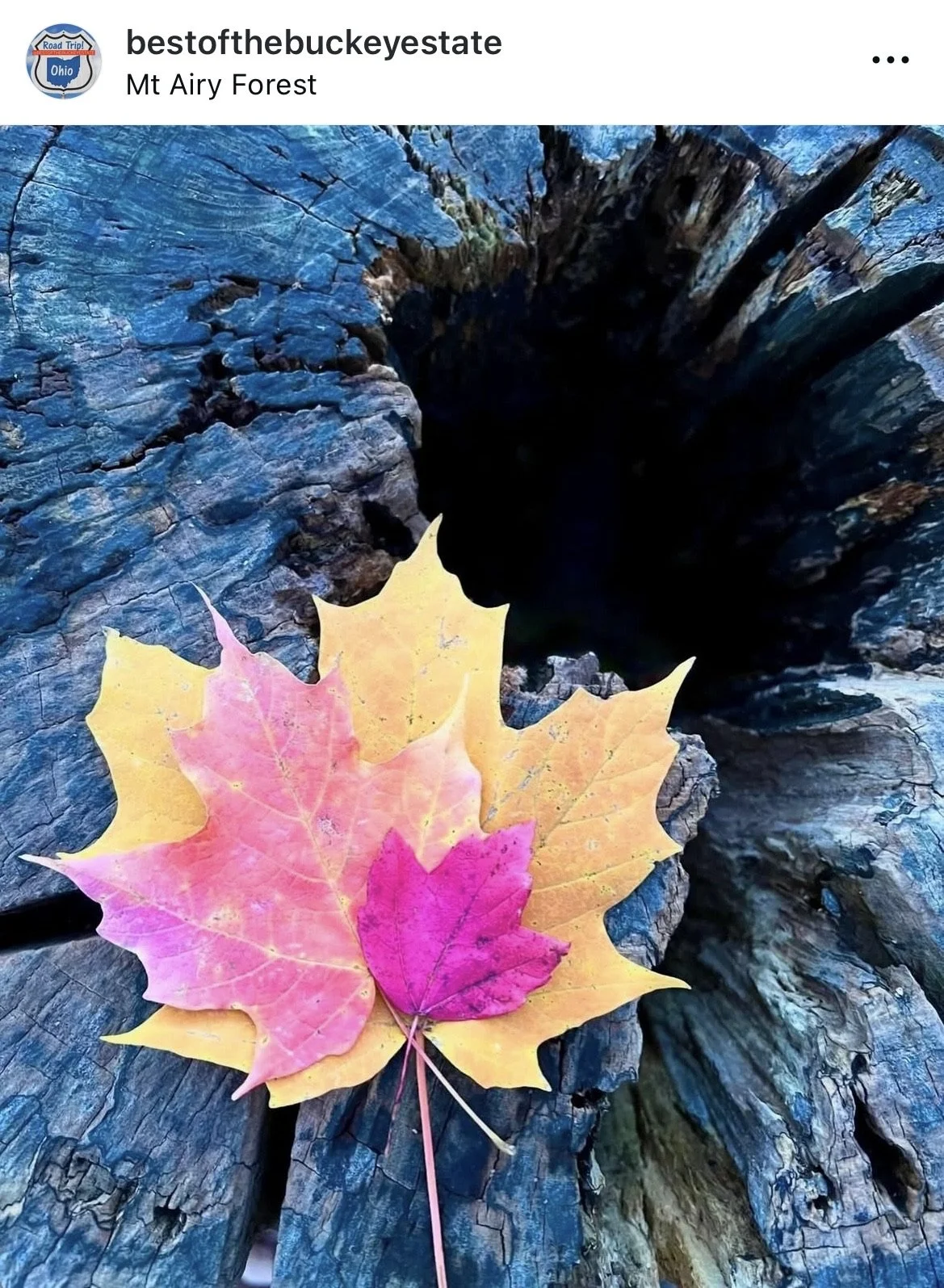 Best_of_Buckeye_State-Cincinnati-Mt_Airy_Forest-Fall_Season.jpeg
