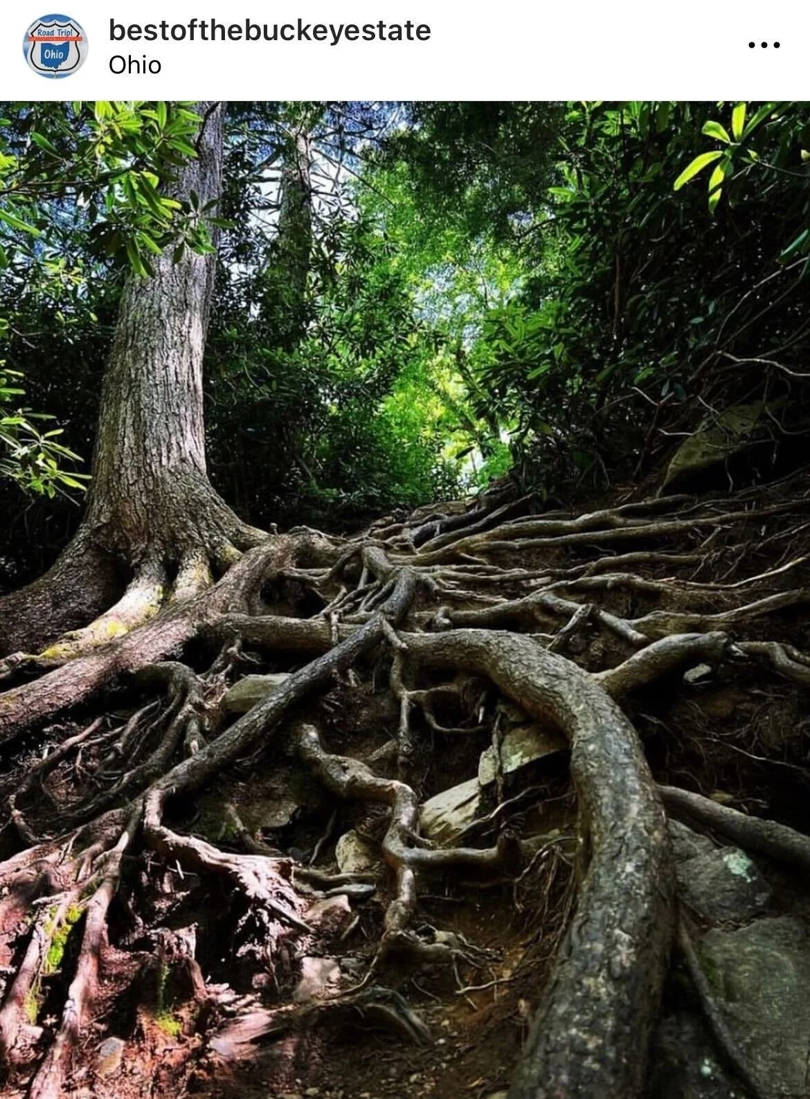 Best_of_Buckeye_State-Ohio-Hiking-Tree_Photography.jpeg