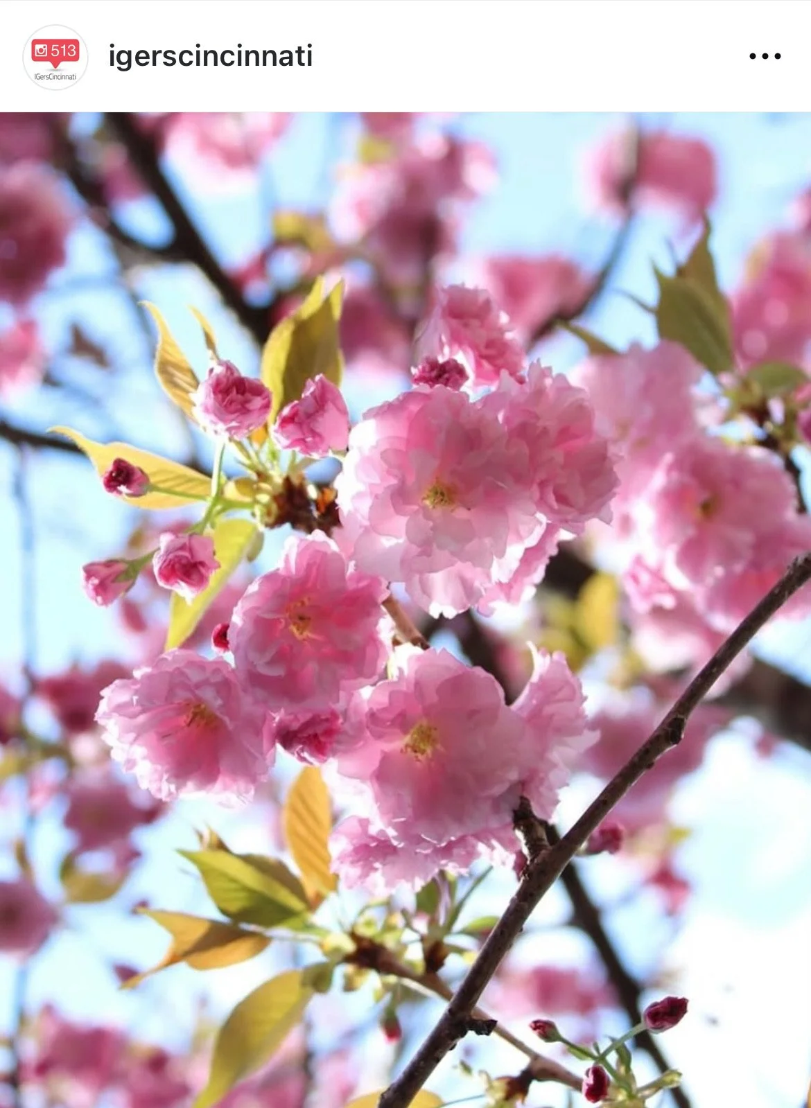 IGers_Cincinnati-Cincinnati_Parks-Ault_Park-Cherry_Blossoms.jpeg