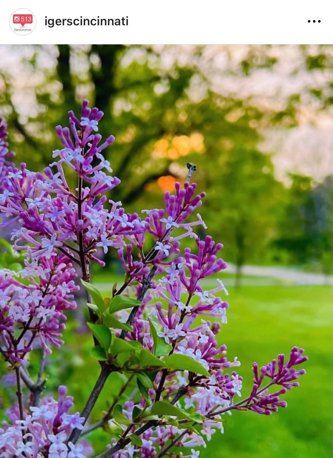 IGers_Cincinnati-Lilac-Sunset.jpeg