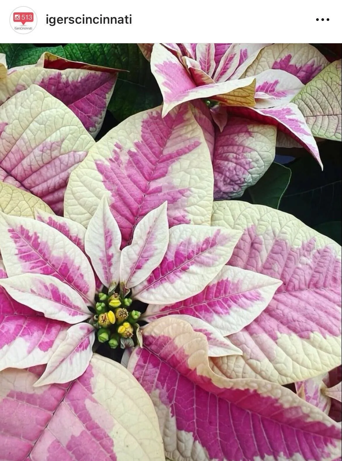 IGers_Cincinnati-Poinsettia-Christmastime.jpeg