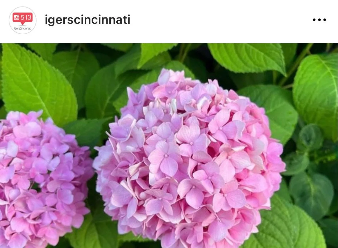 IGers_Cincinnati-Hydrangea-Local_Foliage.jpeg