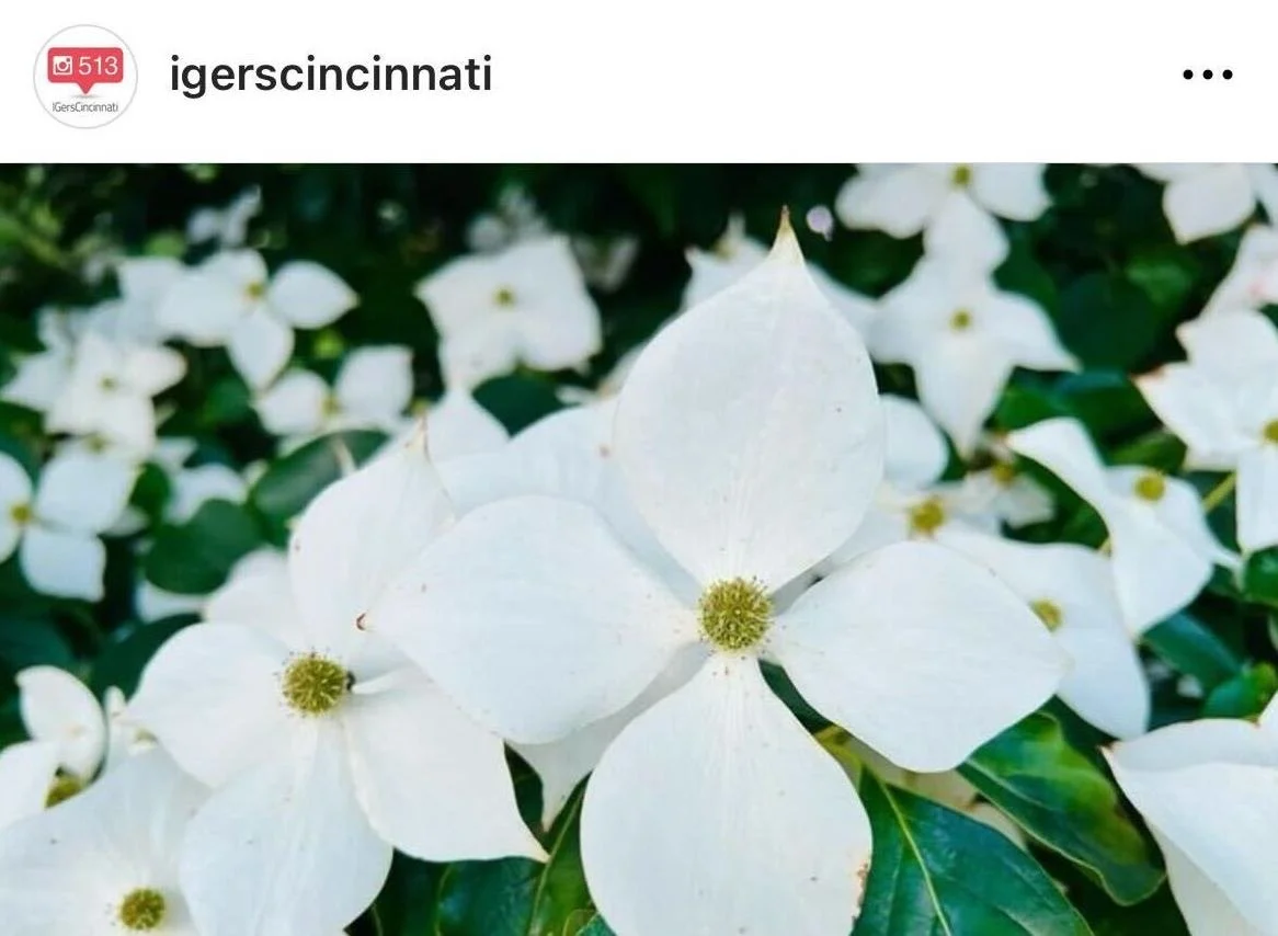 IGers_Cincinnati-Dogwood-Hike.jpeg