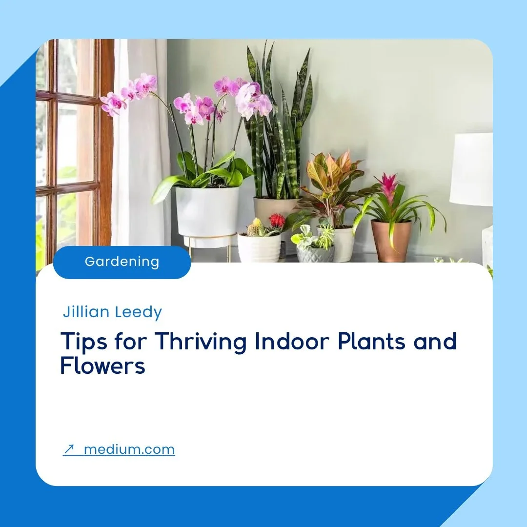 Medium-Caring_Indoor_Plants_Flowers-Gardening.jpeg