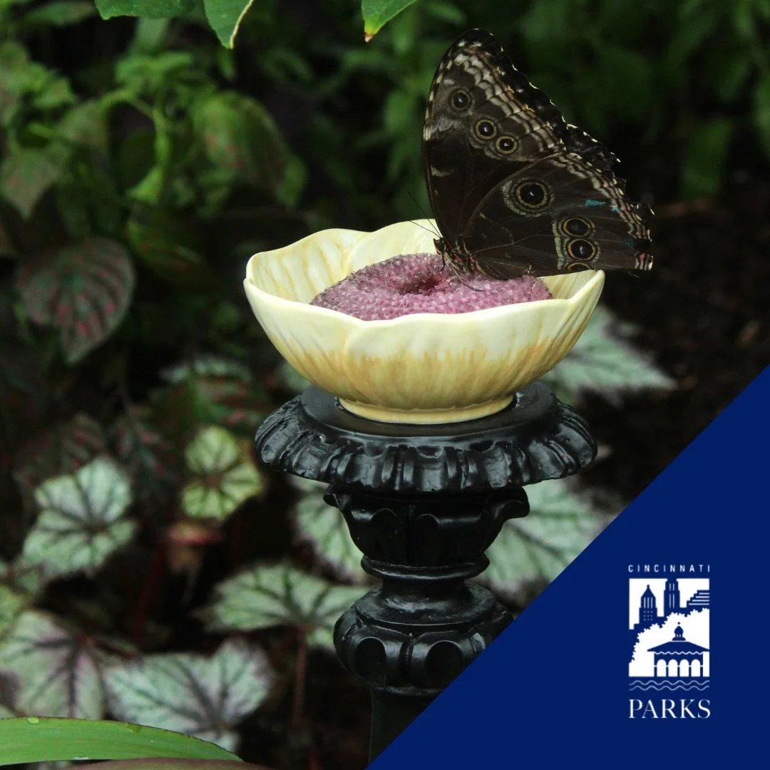 Cincinnati_Parks-Gothica_Butterfly_Show_1.jpeg