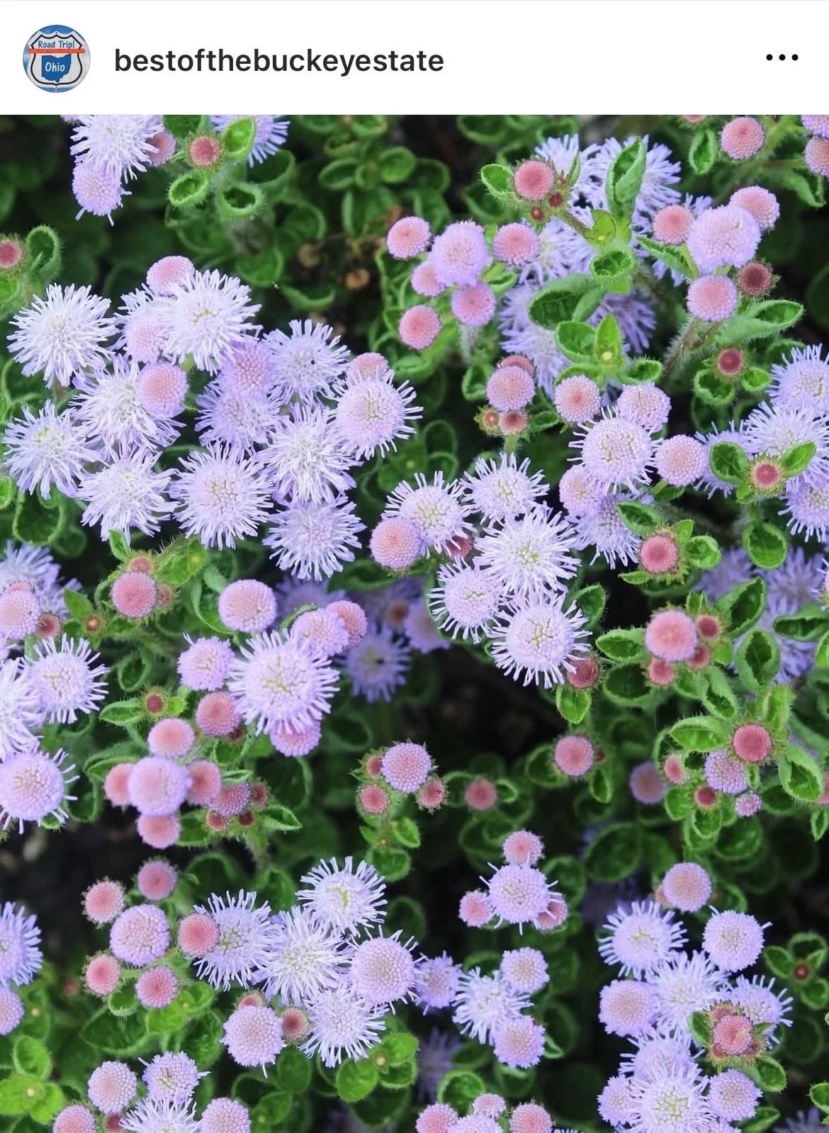 Best_of_the_Buckeye_State-Cincinnati-Flower_Photography.jpeg