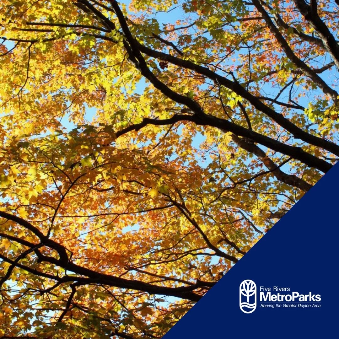 Cox_Arboretum-Five_Rivers_Metroparks-Dayton-1.jpeg