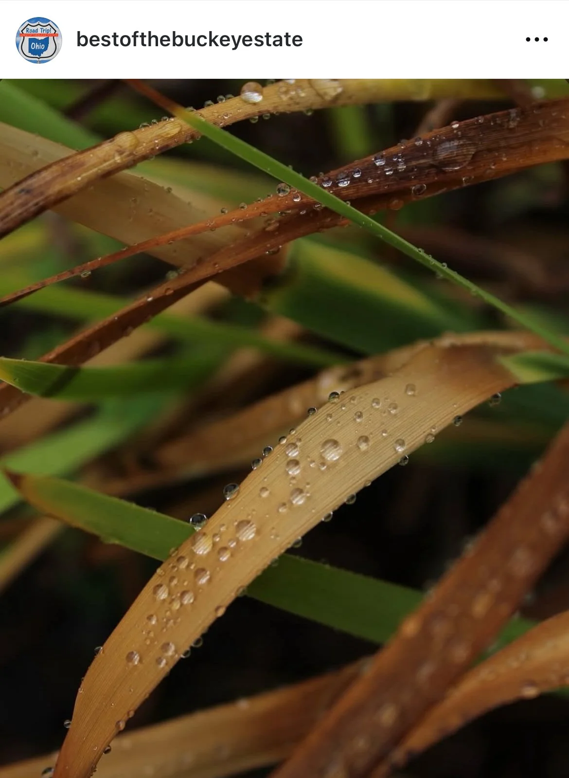 Best_of_the_Buckeye-Raindrops-Fall-Grasses.jpg
