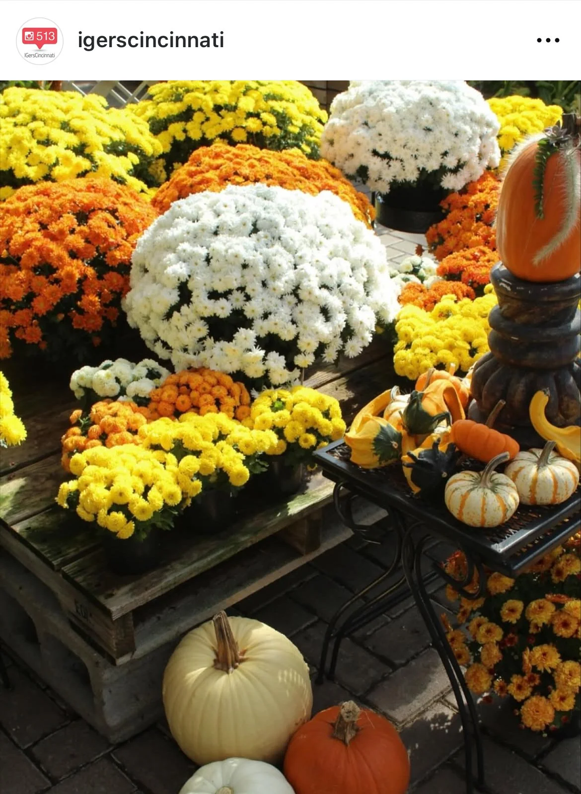 IGers_Cincinnati-Greenhouse-Pumpkins-Mums.jpg