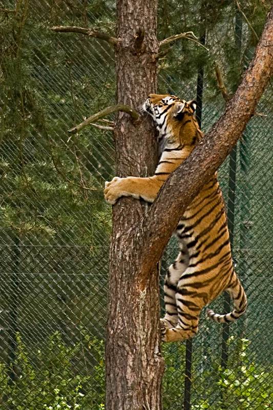 agile-tiger.jpg