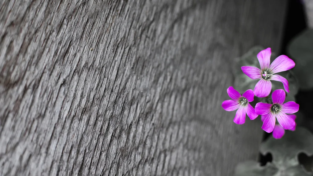 Passez à l'innovation collaborative avec OpenLab