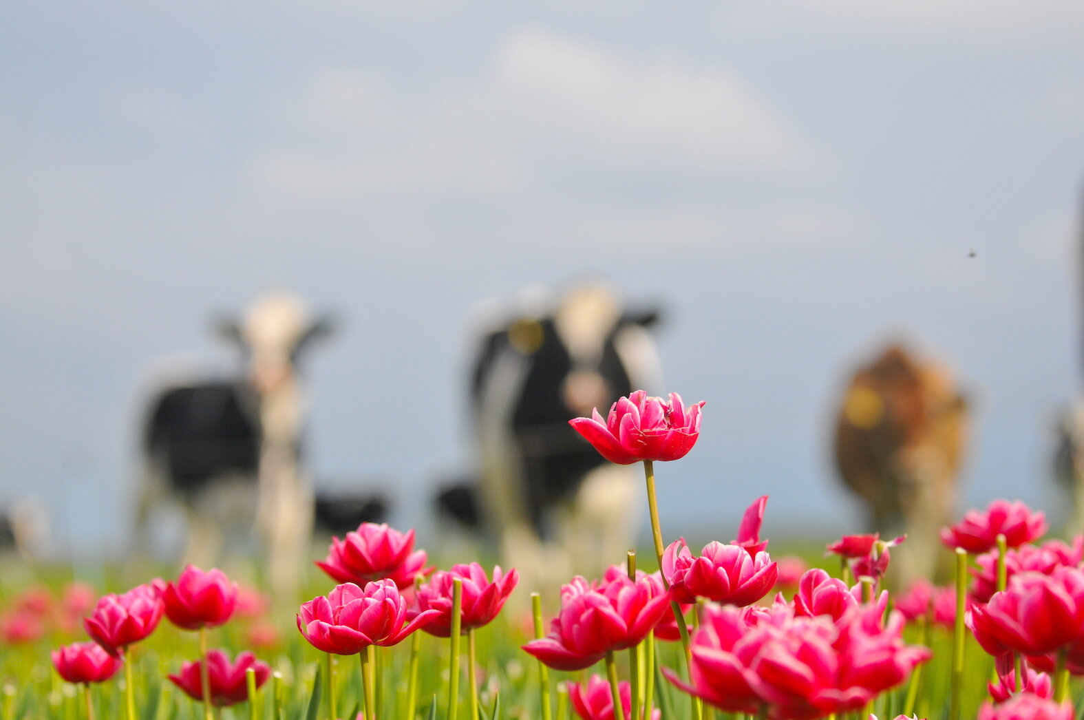 Dutch cows and tulips photography therapy and workshops by Amsterdam photographer Tom van der Leij.JPG