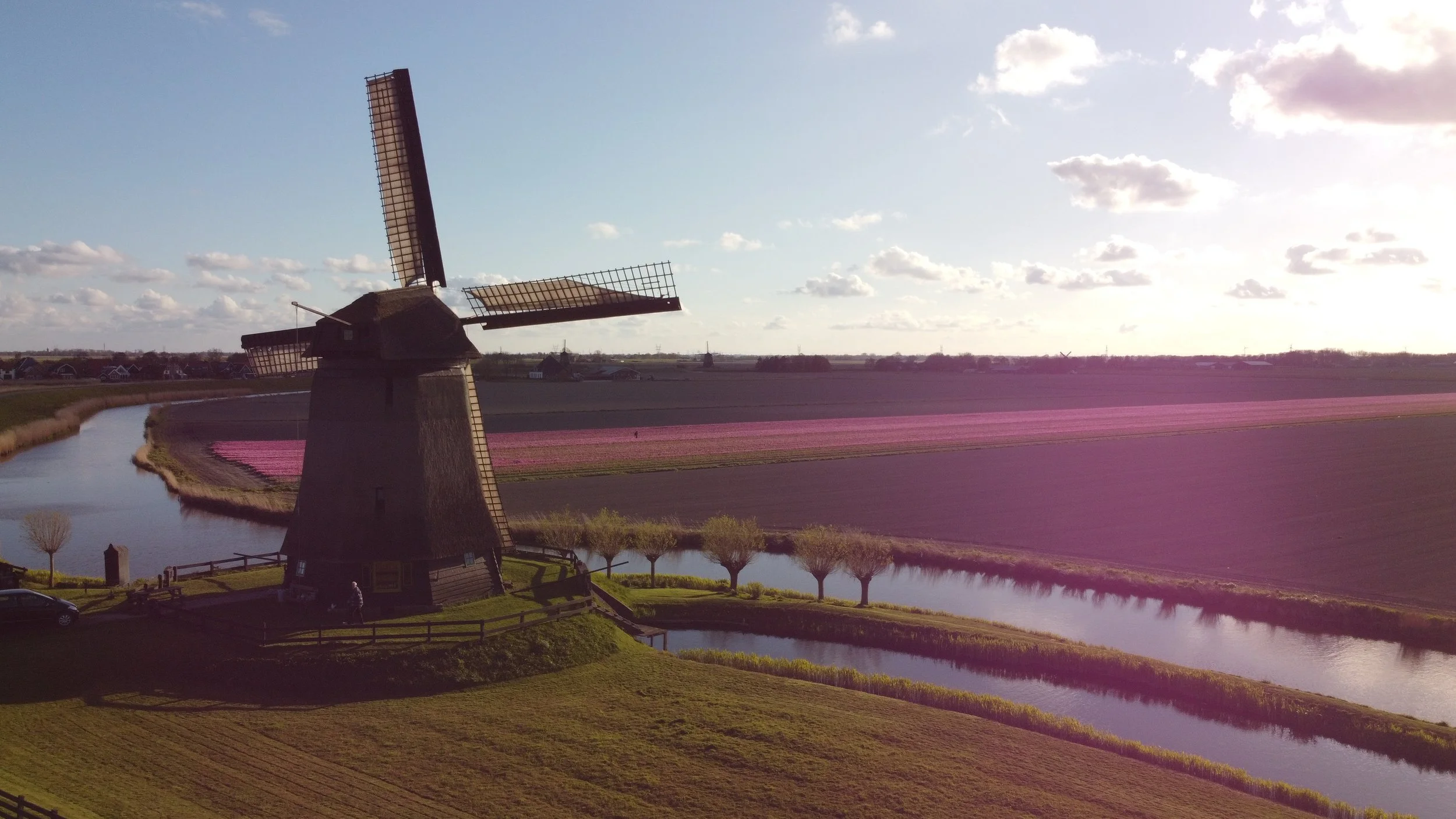 Dutch windmill and tulip field by Tom van der Leij.JPG