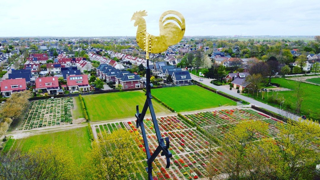 Last days, maybe week(s) for the tulis to bloom. With our private tours to the biggest tulip fields in the world, we often recommend to stop by this small historical bulb garden, Hortus Bulborum, a great place to see so many ancient variaties.

#tuli