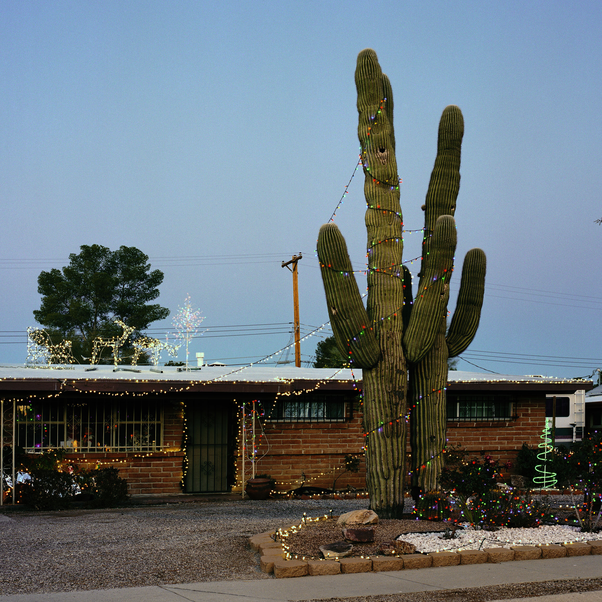 Chrismas Cactus - Tuscon AZ.jpg