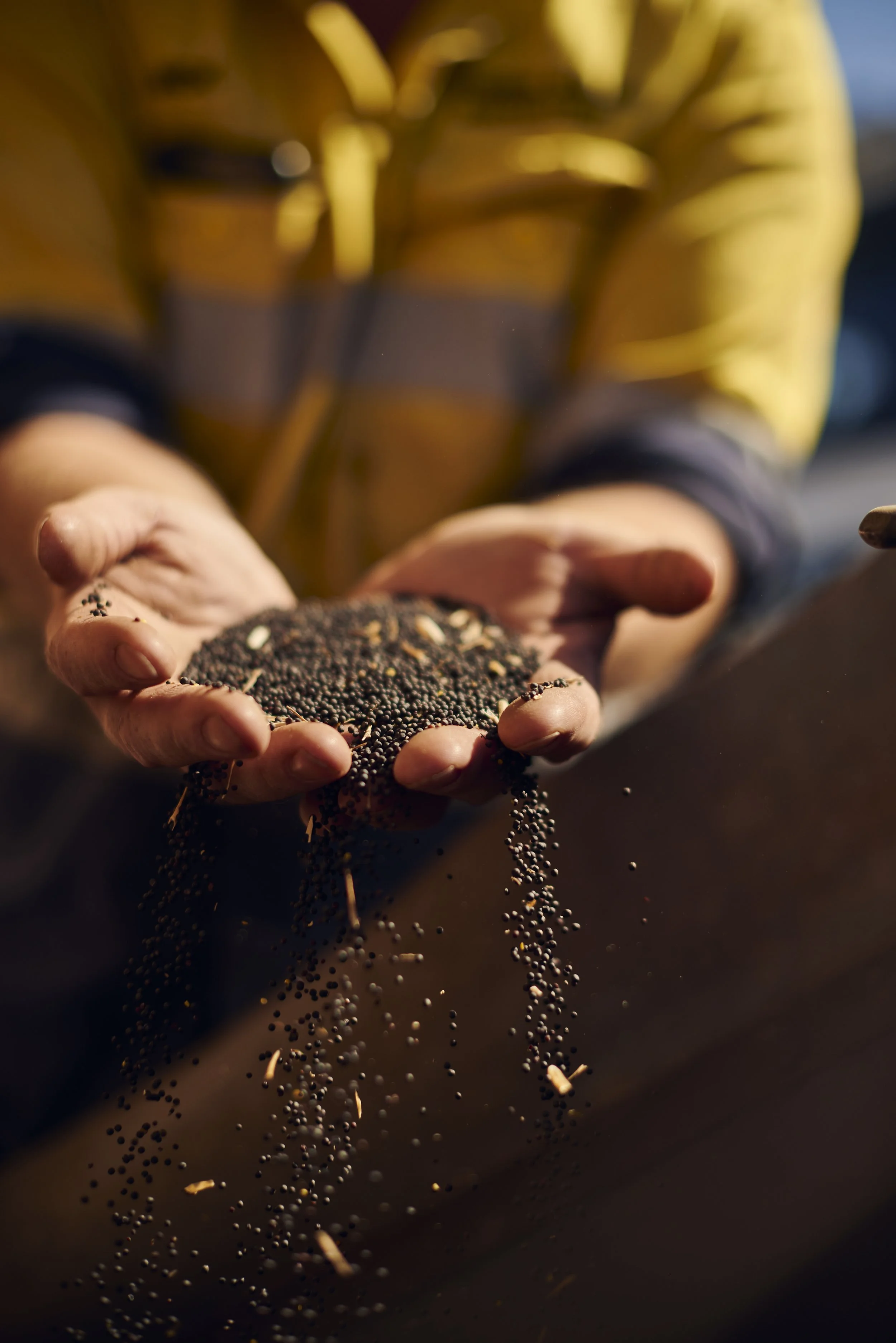 Close-up of hands holding black sesame seeds, with some seeds falling down, blurring of a person in a yellow jacket in background.