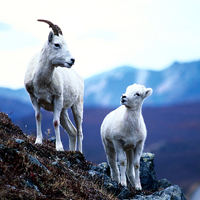 Sheep_climbing.jpg