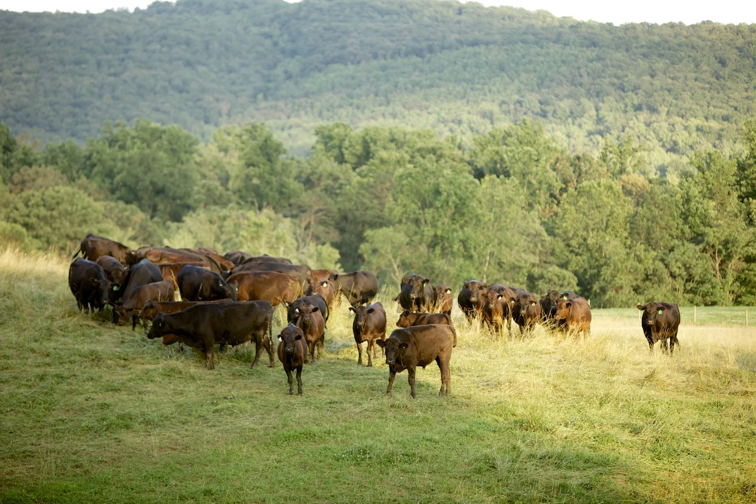 DRF-Field.jpg