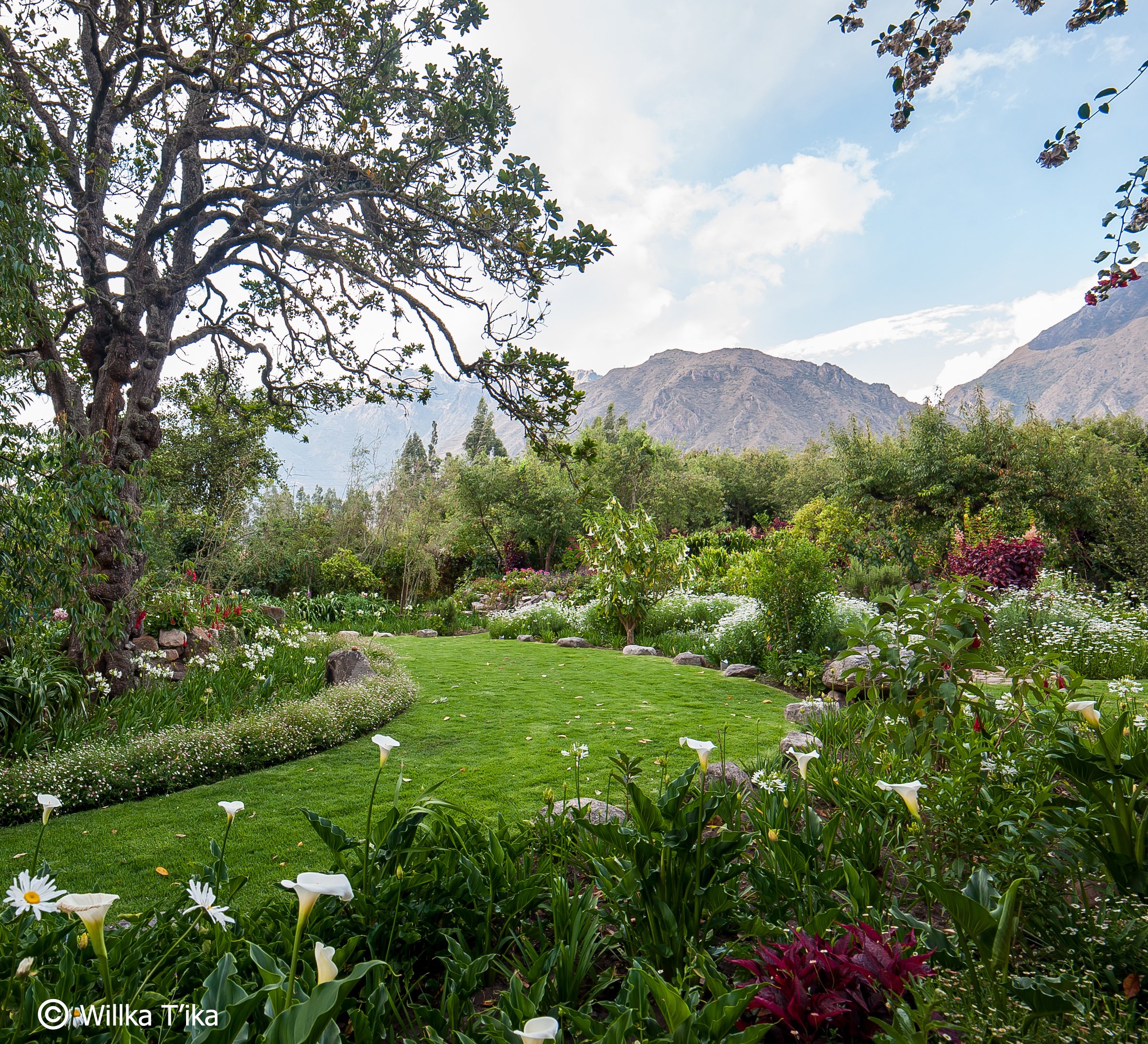 Lucuma _ Crown Chakra Garden.jpg