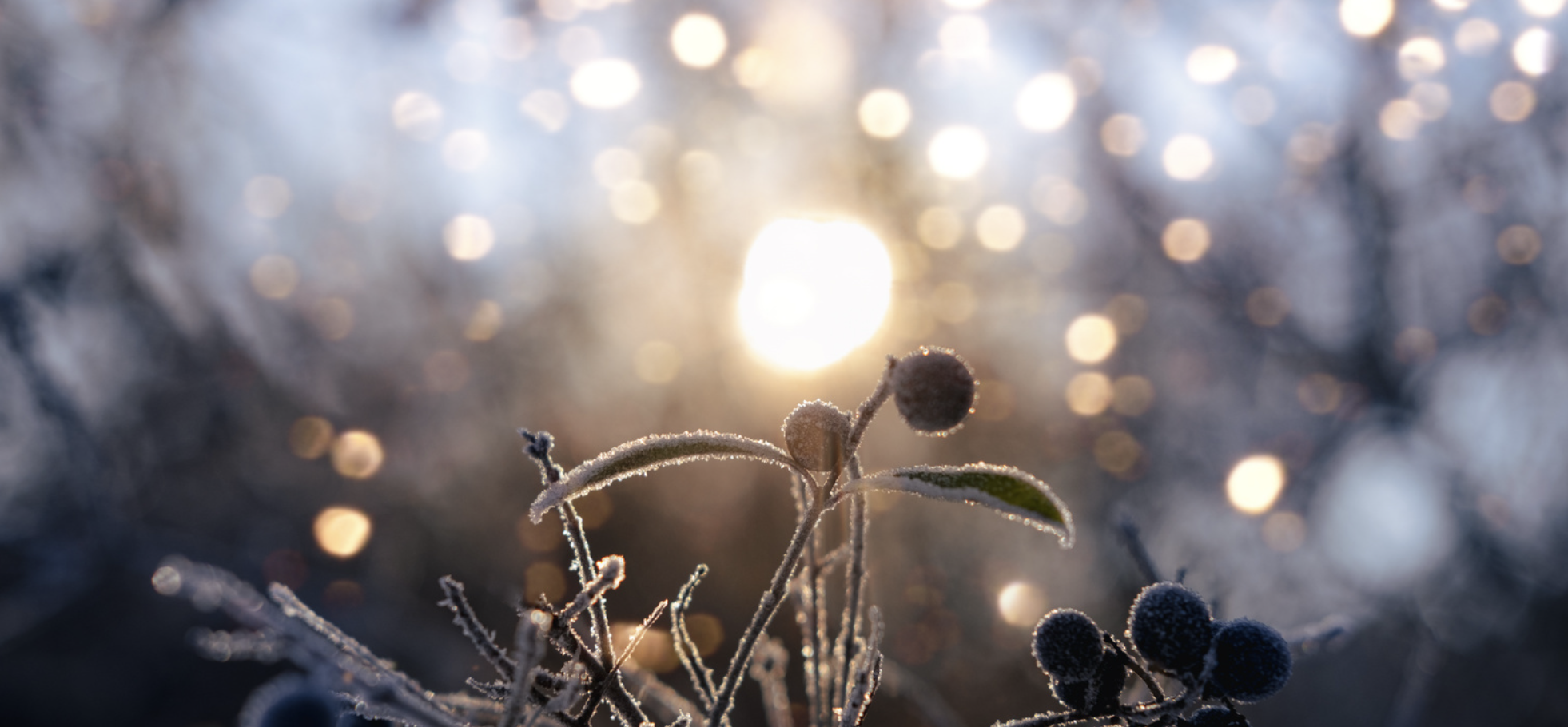 From Darkness to Light: Winter Solstice Candlelit Yin