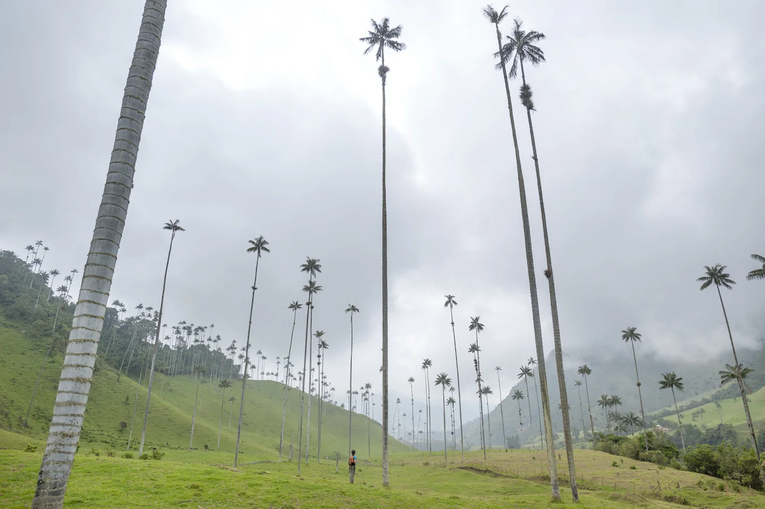 Wax Palms grow to a height of 45 m (148 ft) — or rarely, even as high as 60 m (200 ft)