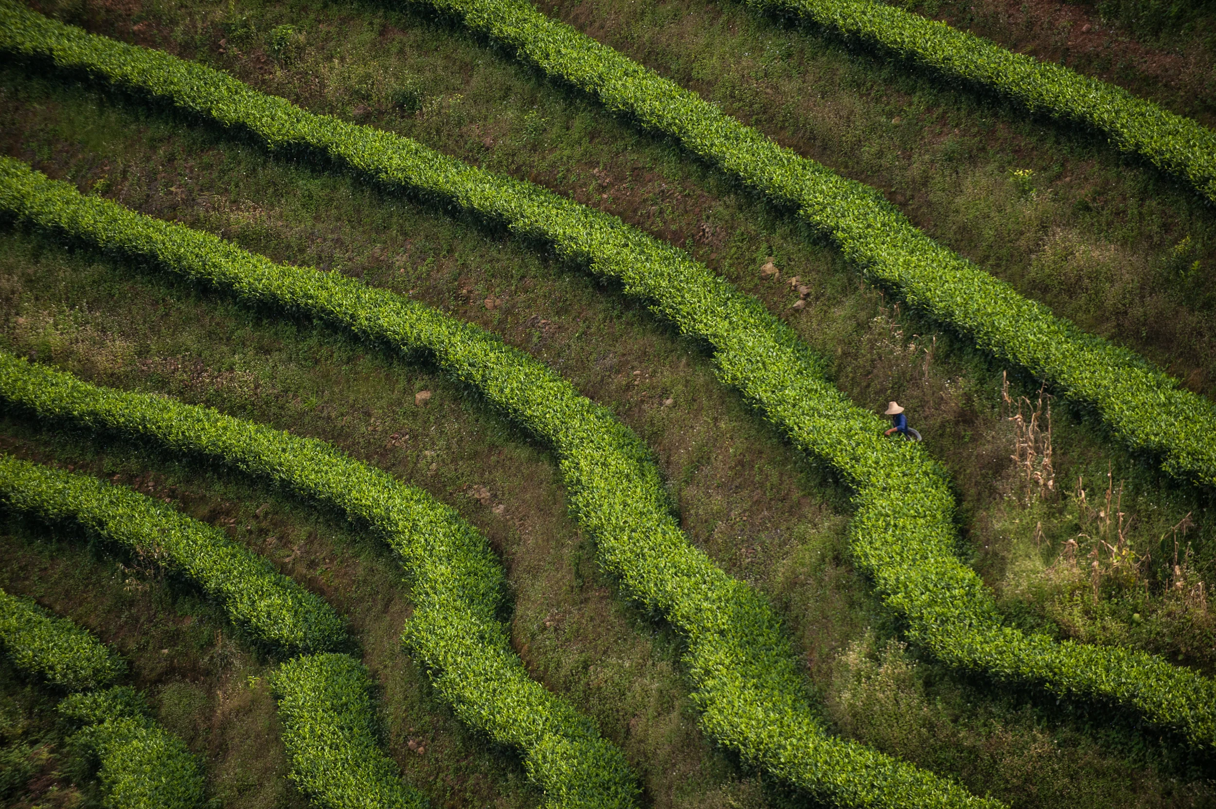 Puer tea bushes _DSC6923.jpg