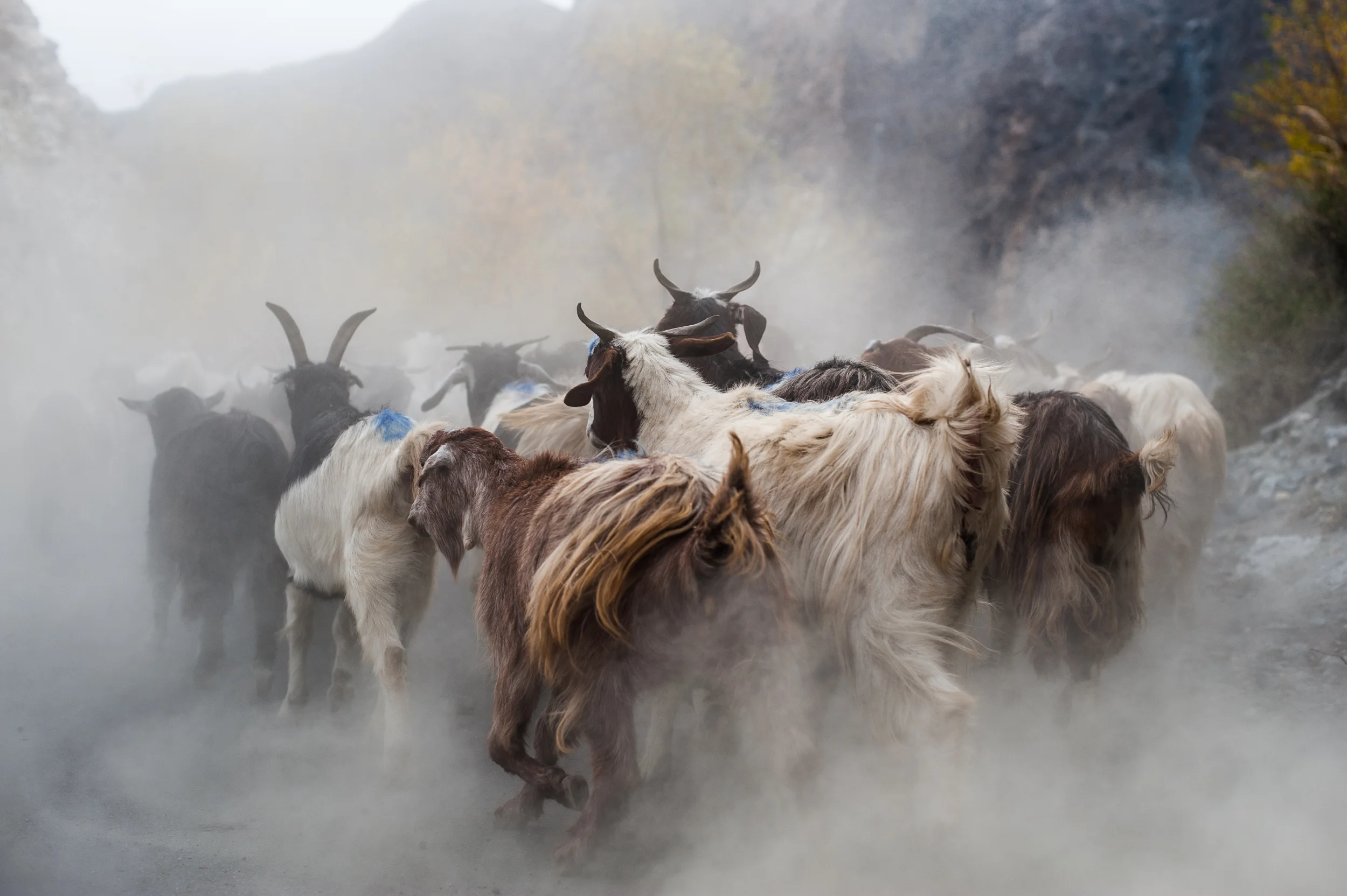A heard of goats running along a dusty road in northern Pakistan _DSC2060.jpg