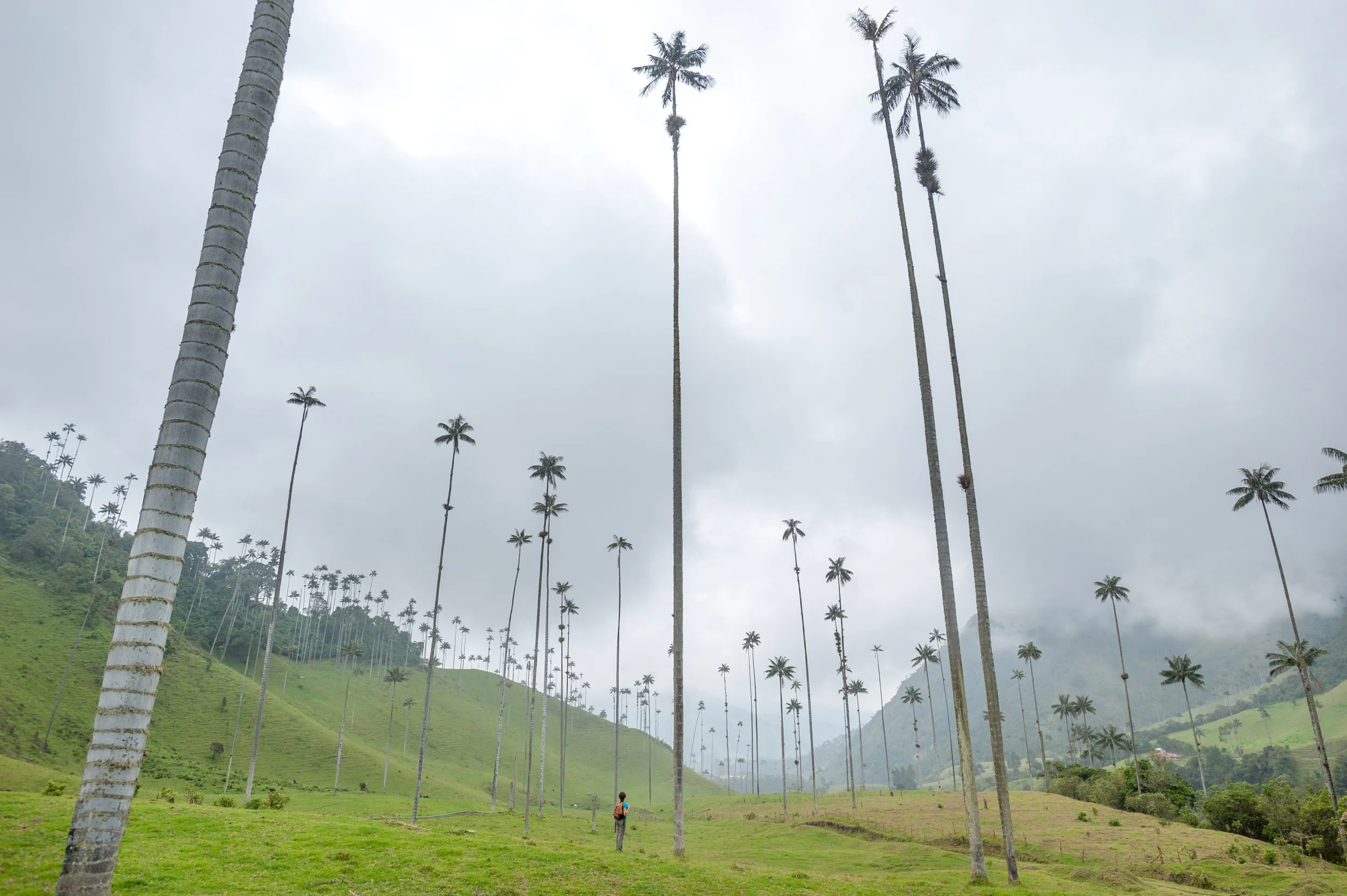 Wax Palms _DSC2909-Edit.jpg