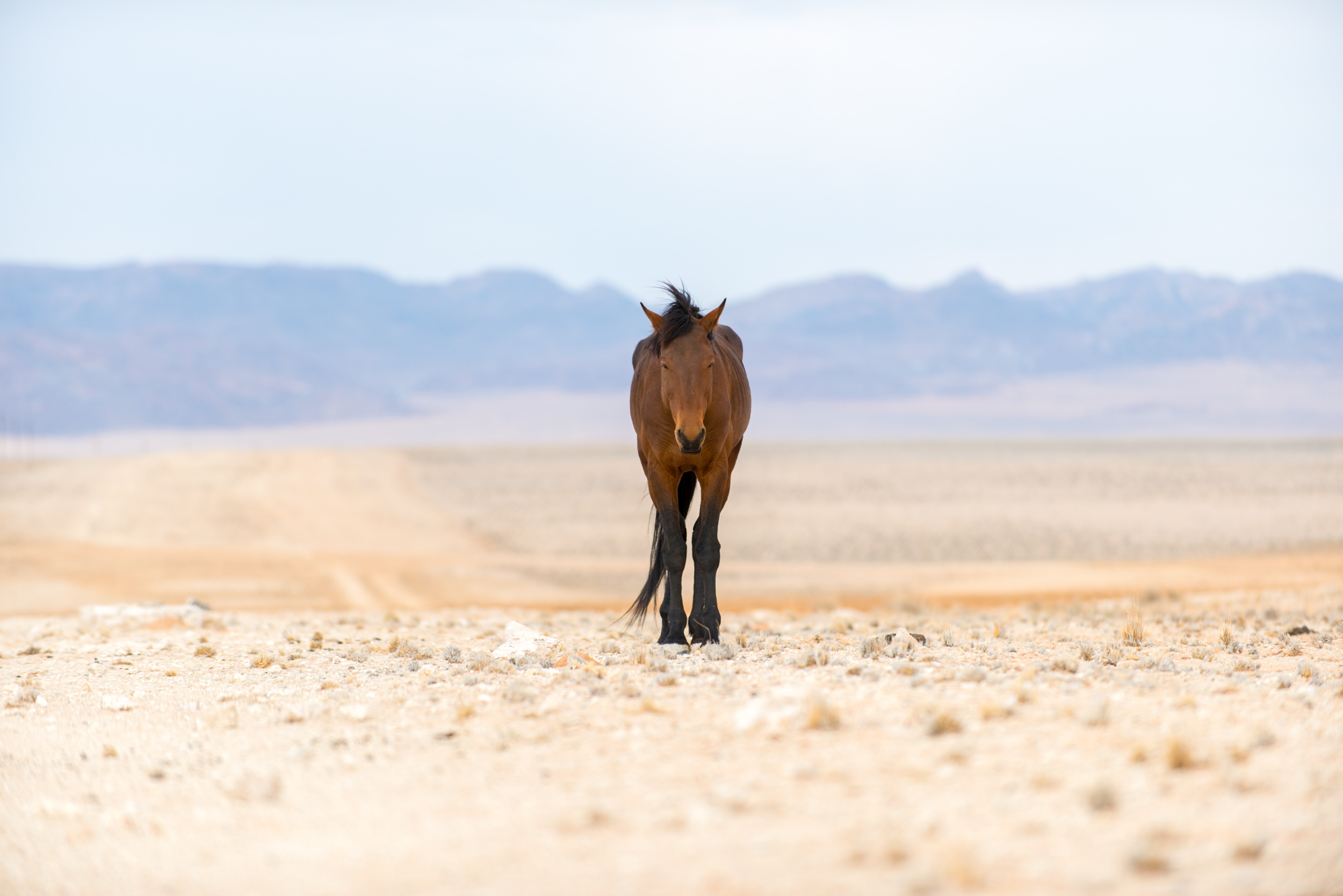  Wild horse 