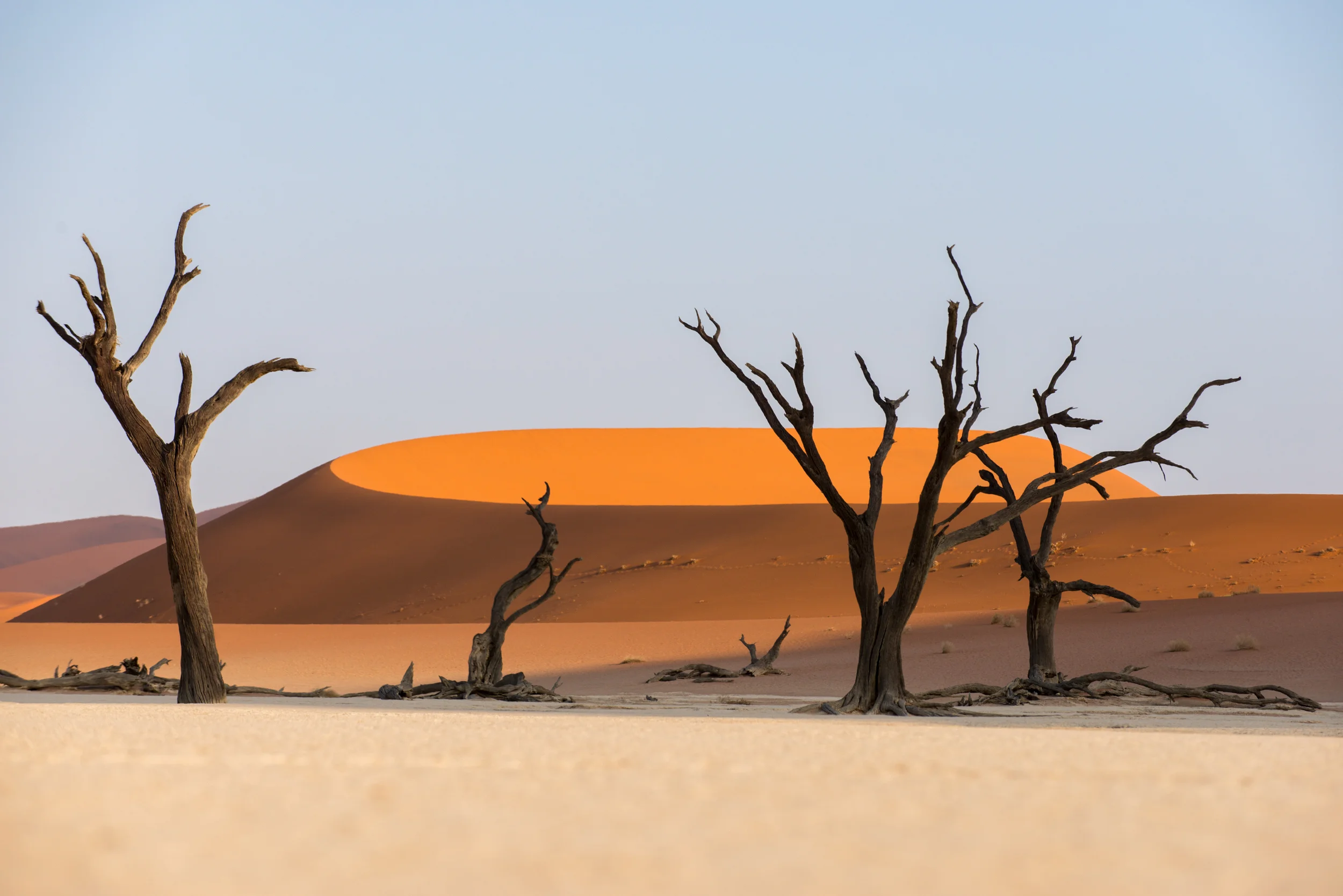 Namibia Dead Acacia trees silhouetted against sand dunes at Deadvlei in Namibia