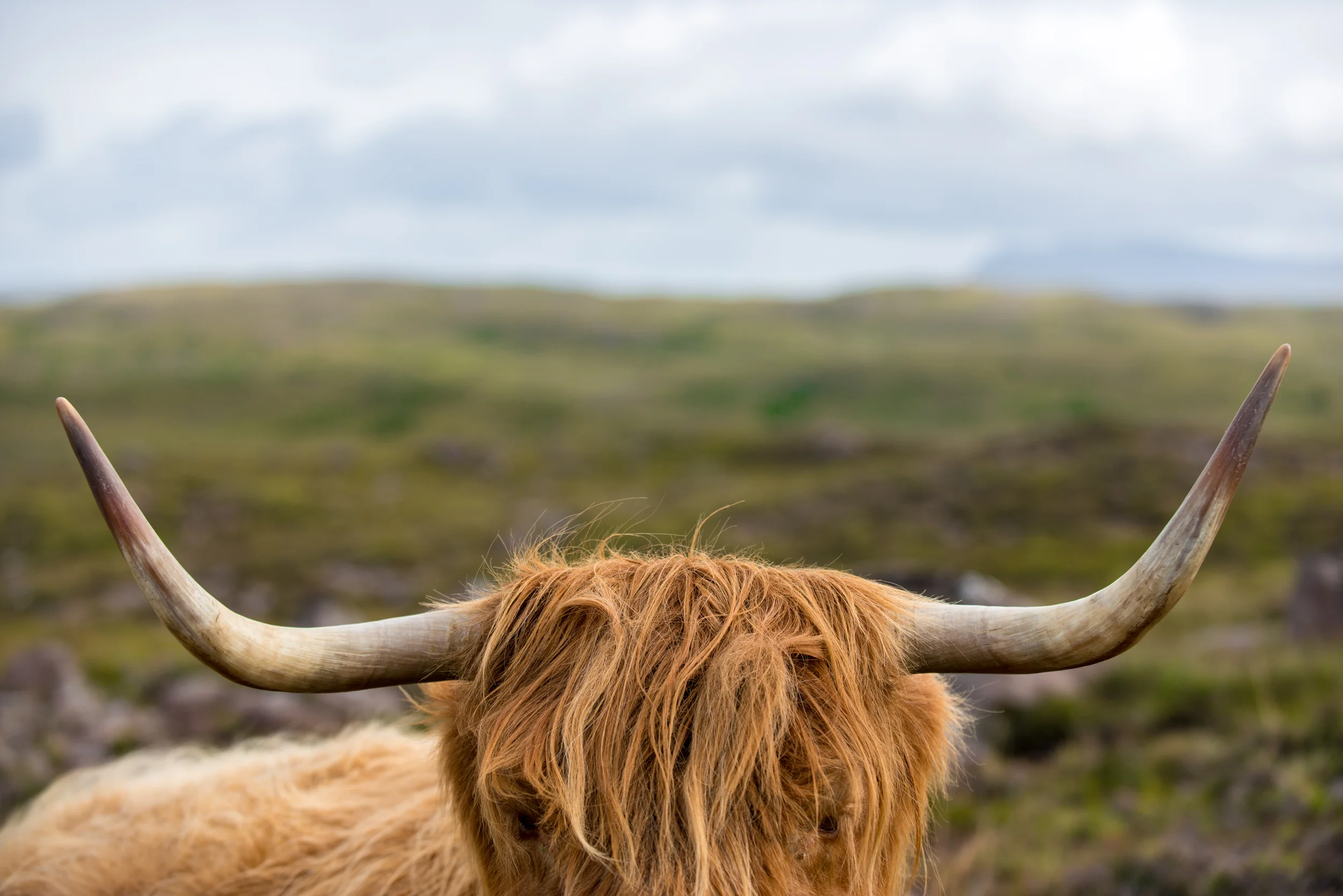 Scotland A highland cow on the isolated Applecross peninsula in the Scottish highlands