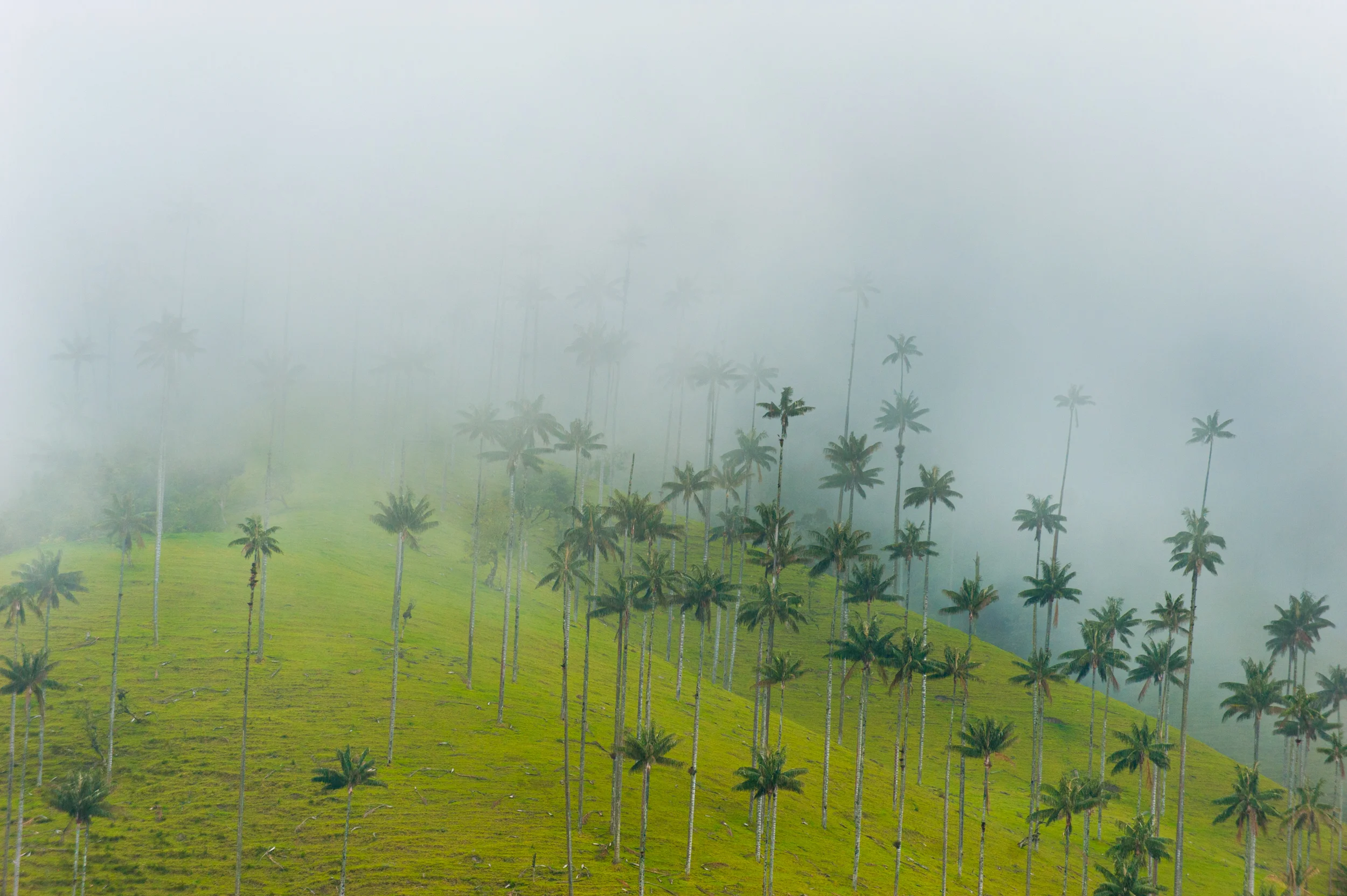   Wax Palms, Colombia  