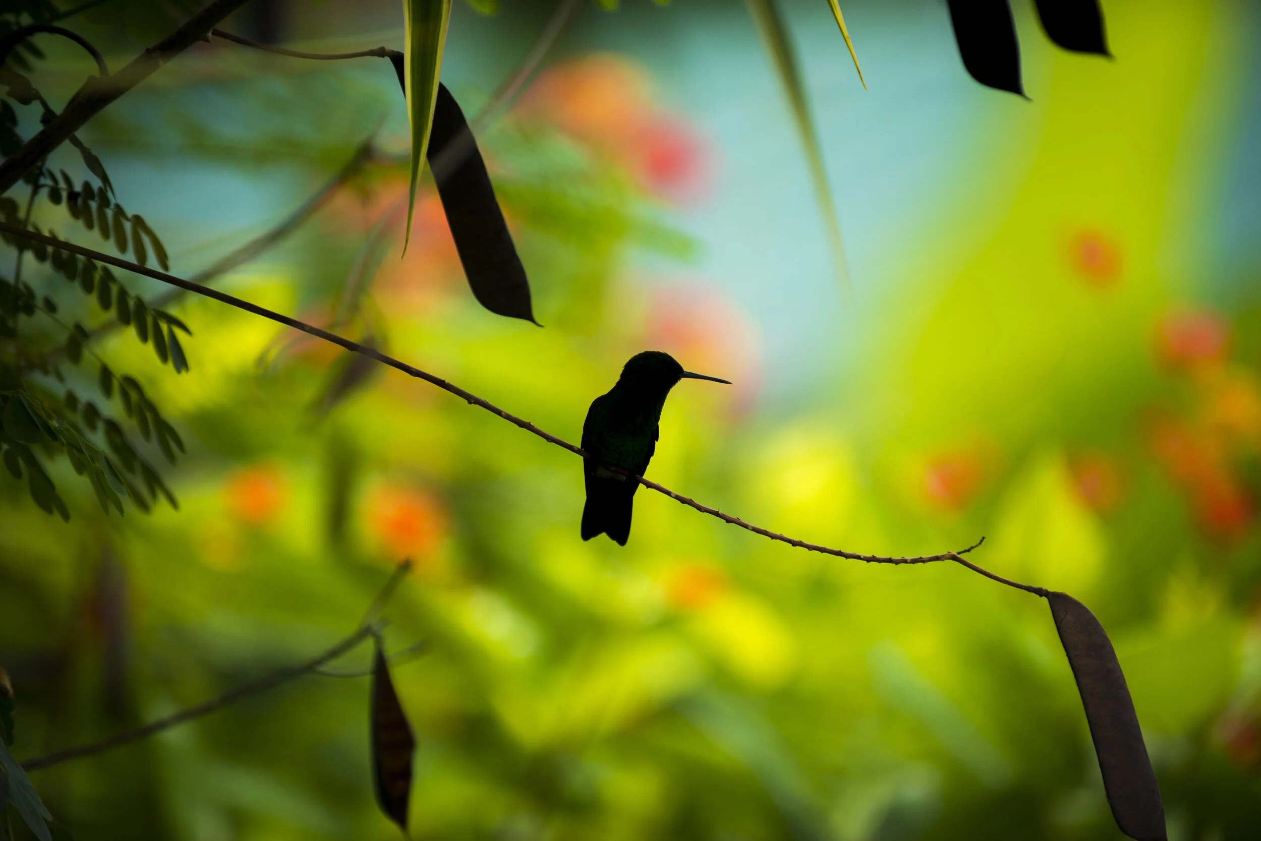 151102_Alex_Treadway_Trinidad and TobagoDSC_0567.jpg