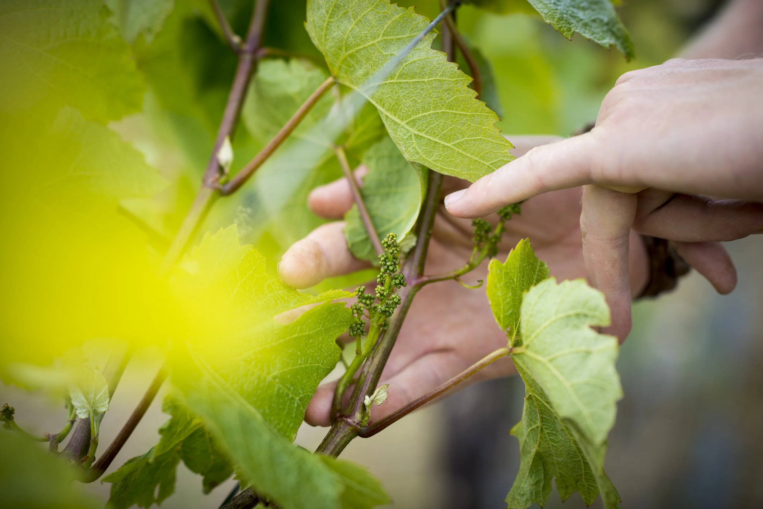 150610_Alex_Treadway_United KingdomDSC_2739.jpg