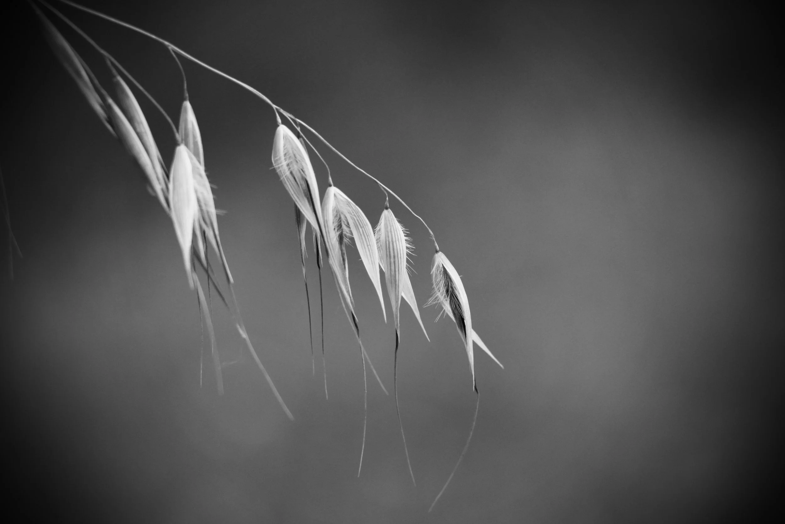 drooping grass 1 PS.jpg