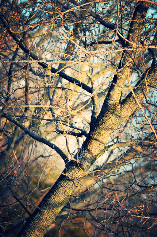 e30a33_6a6f703d76dc061ee4226f3460c496b8.png