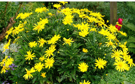 Gamolepis chrysanthemoides