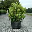 Awabuki Viburnum