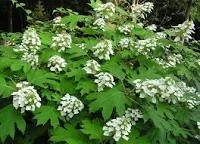 Oakland Hydrangea